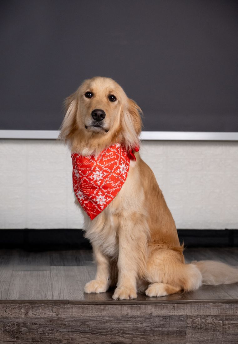 SG60 Dog Bandana