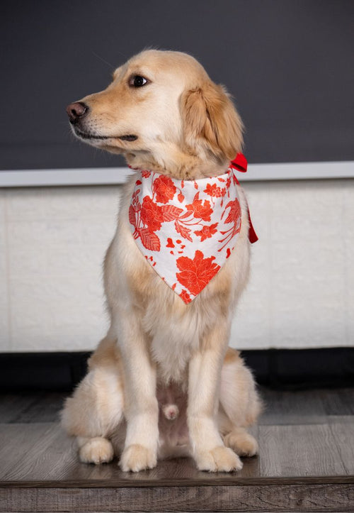 SG60 Dog Bandana