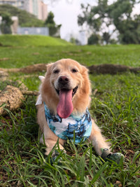 MAGICAL Dog Bandana