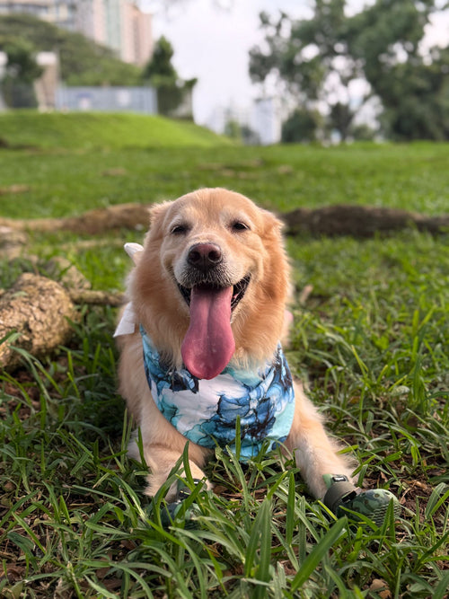MAGICAL Dog Bandana