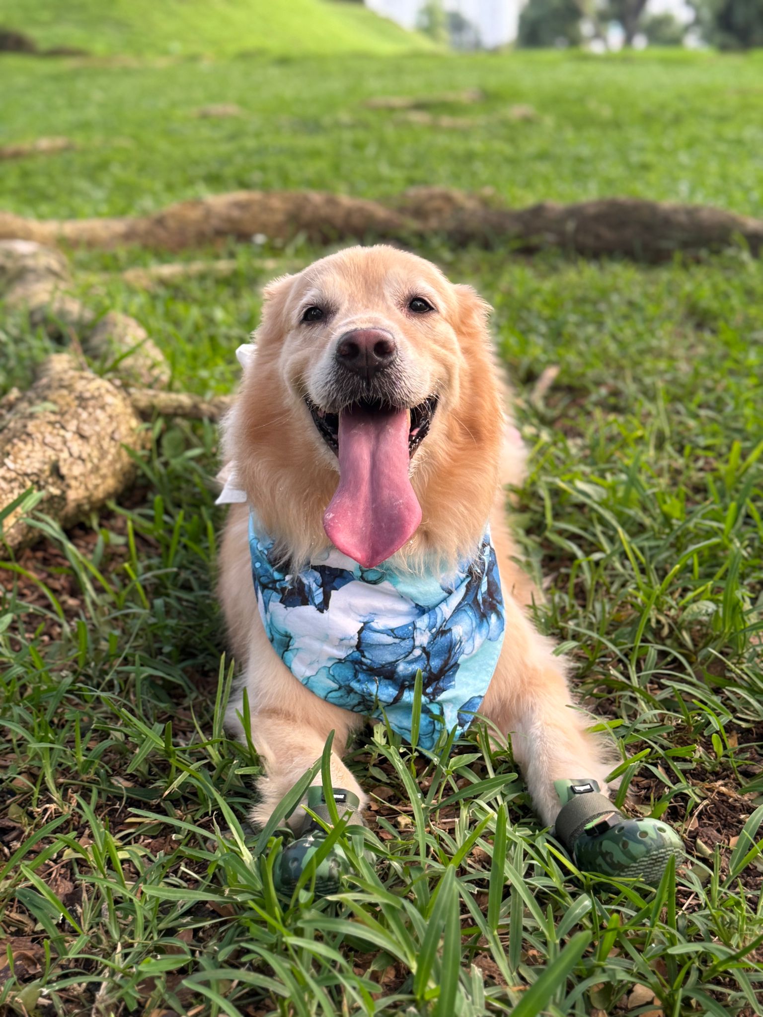 MAGICAL Dog Bandana