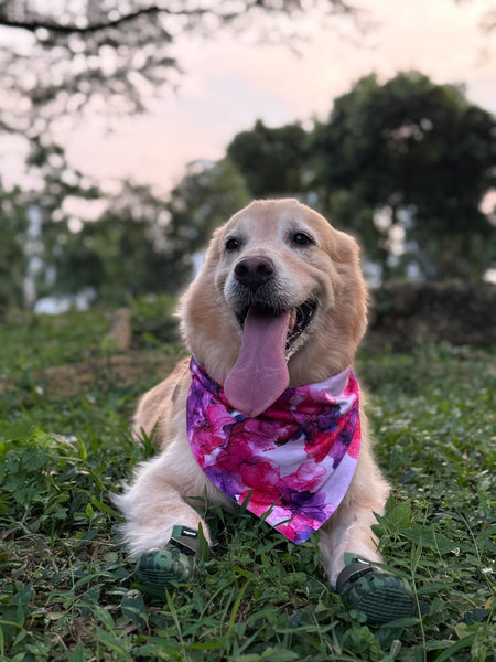 MAGICAL Dog Bandana