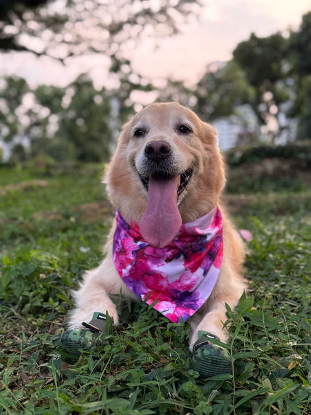 MAGICAL Dog Bandana