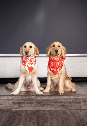 SG60 Dog Bandana